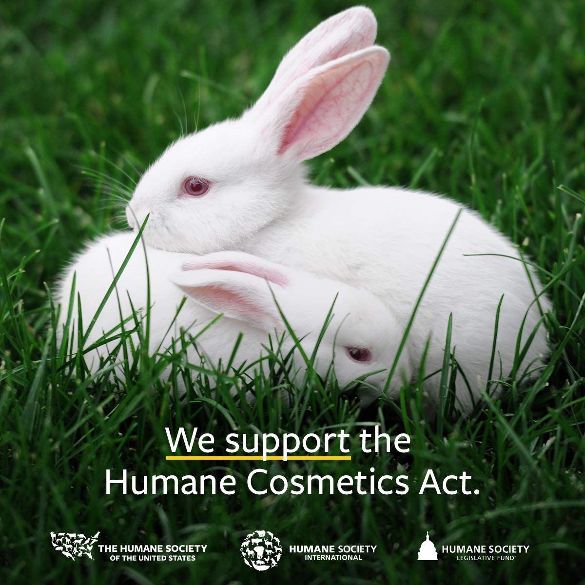 US Organic 100% Pure Lavender Essential Oil, Directly sourced from Bulgaria, USDA Certified Organic, Undiluted, for Diffuser, Humidifier, Massage, Skin, Hair Care, Non GMO, 15 ml