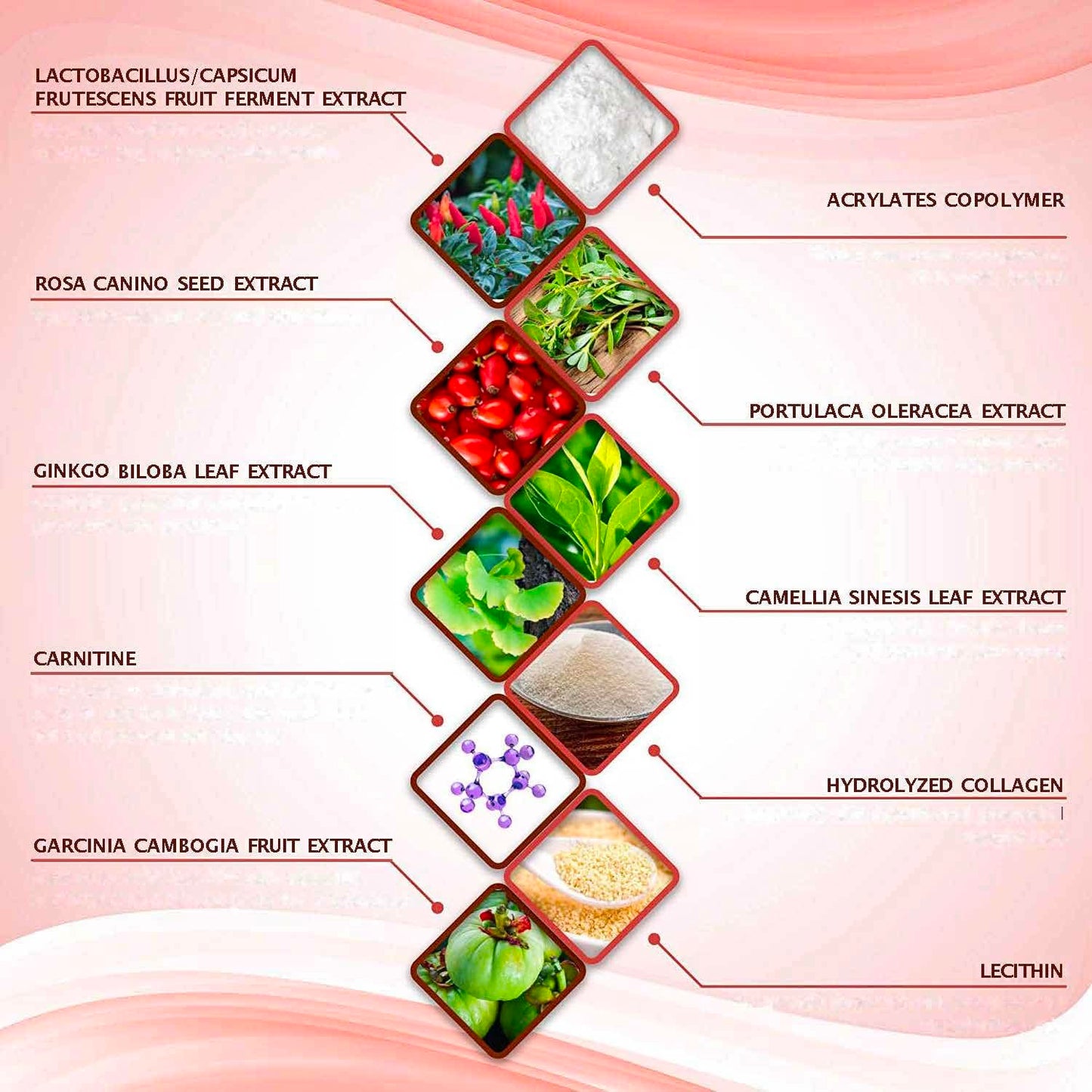 All Natural Moisturizing Body Applicator Wrap – Easy to Use Body Wrap -Anti Cellulite Solution- Firming Toning Tummy Wrap (12 applicators)