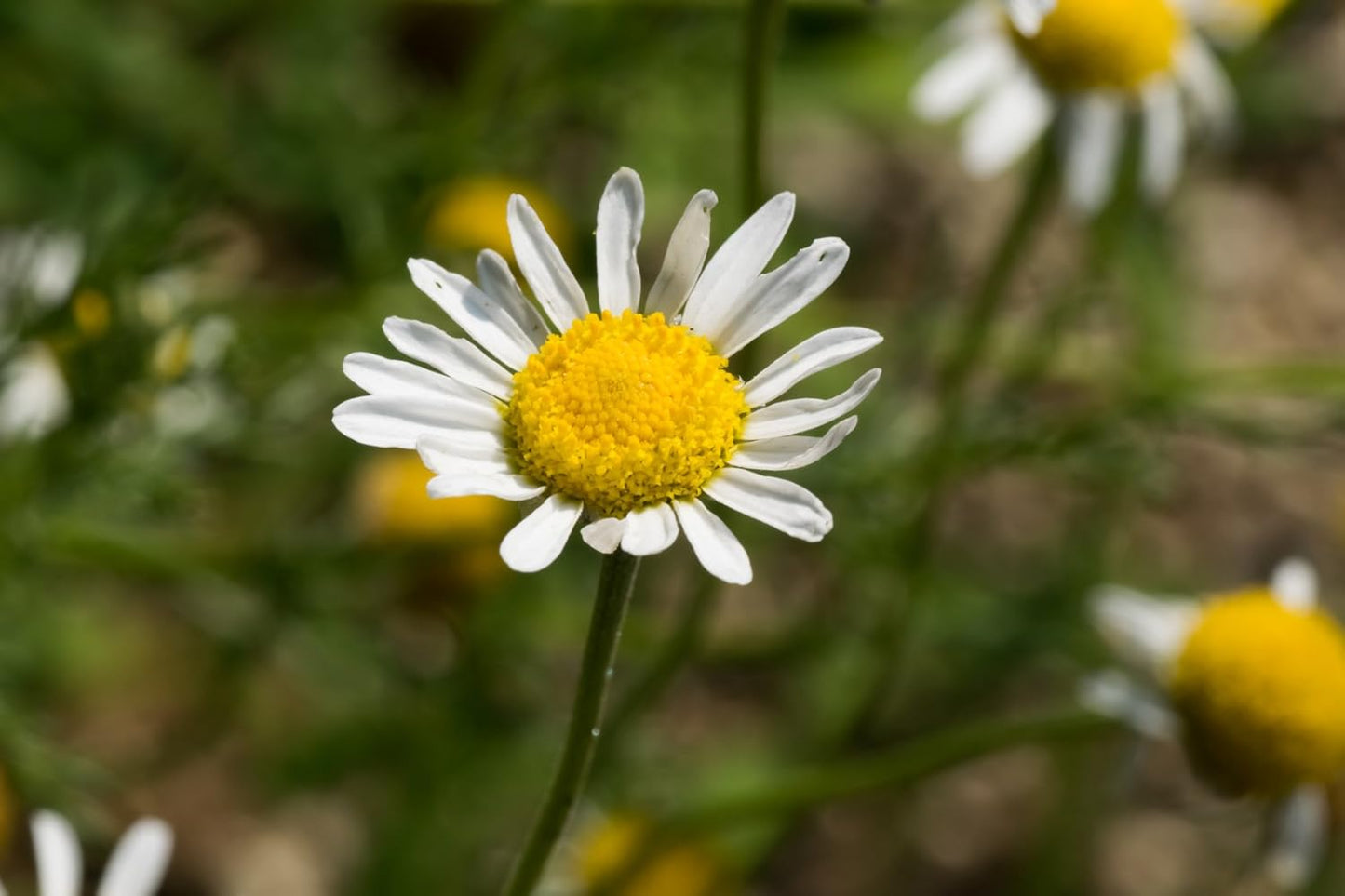 US Organic 100% Pure Chamomile (Roman) Essential Oil - USDA Certified Organic, Steam Distilled - W/Euro Dropper (More Size Variations Available) (5 ml)