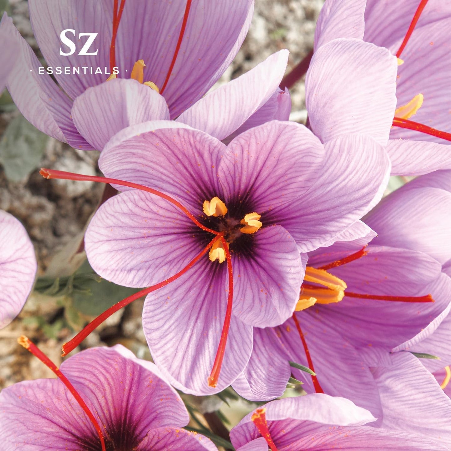 Saffron Essential Oil, 100% Pure, Extracted from Stigmas of The Saffron Flower - Spicy & Floral Scent with Earthy Overtones - Therapeutic Grade & Vegan - 0.17oz (5ml)