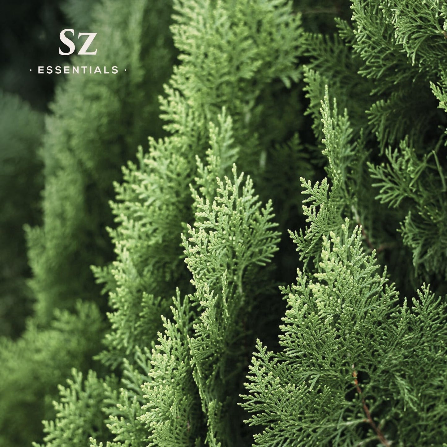 Cypress Essential Oil (Cupressus sempervirens) - 100% Pure & Undiluted - Fresh Crisp & Woody Aroma with Overtones of Earth and Evergreen - Therapeutic Grade and Vegan - 0.17 oz (5ml)