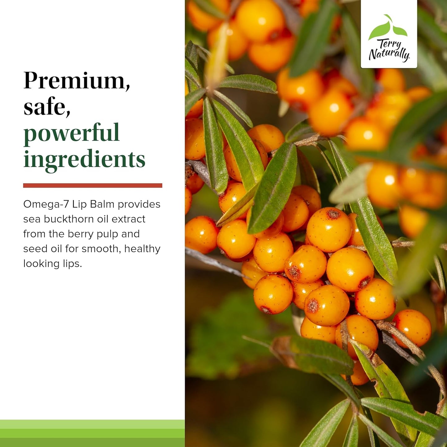 Terry Naturally Omega 7 Lip Balm - Hydrating Lip Care for Dry & Cracked Lips - Moisturizing Lip Balm with Organic Beeswax & Coconut Oil - Sea Buckthorn Seed Oil for Soothing Lip Care - 3 Pack