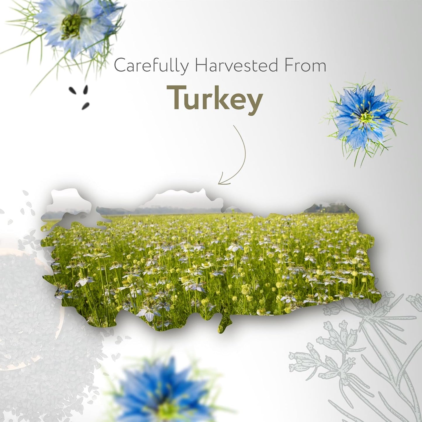 HBNO Organic Black Seed Oil - Huge 32oz (950ml) Glass Bottle Value Size - USDA Certified Organic Black Seed Oil, Cold Pressed for Face, Body, Lips, Shampoo & Conditioner